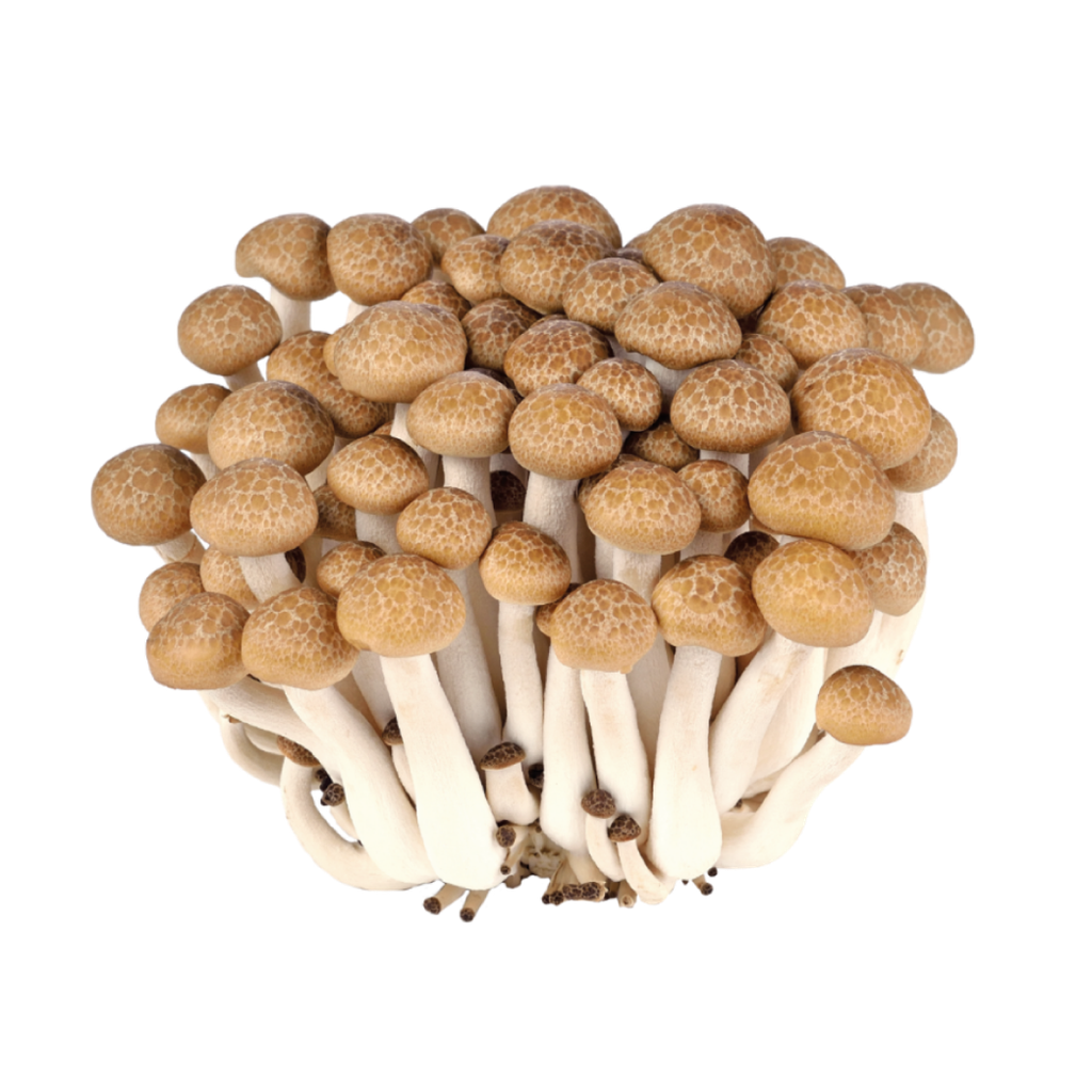 Fresh Brown Beech Mushroom (Shimeji) 150g | 新鲜 蟹味菇 150g