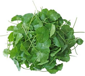 Tuore Thaimaasta Pennywort Lehti 100g/PKT