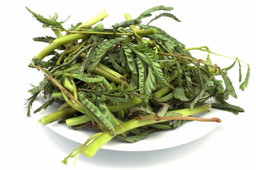 Fresh Thailand Water Mimosa 200g/PKT | 新鲜 泰国 水含羞草200g/包