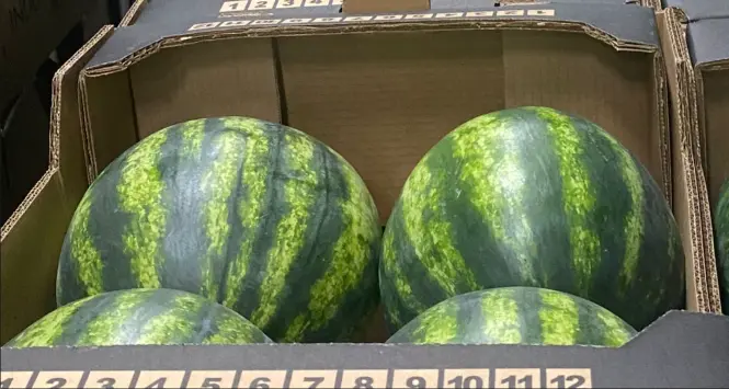 Fresh Watermelon 16kg/CTN | 新鲜 西瓜 整箱 16kg/CTN