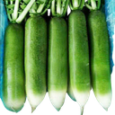 Fresh Green Radish 1kg | 新鲜 青萝卜 1kg