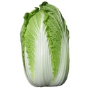 Fresh Chinese Cabbage 1kg | 新鲜 中国大白菜 1kg
