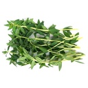 Fresh Thailand Finger Grass 100g/PKT | 新鲜 手指草 100g/包
