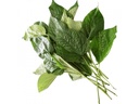 Fresh Thailand Wild Betel Leaf 100g/PKT | 新鲜 泰国 山蒌叶 100g/包