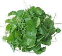 Fresh Thailand Pennywort Leaf 100g/PKT | 新鲜 泰国 雷公根 100g/包
