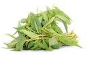 Fresh Thailand Vietnamese Coriander 100g/PKT | 新鲜 泰国 香荚兰 100g/包