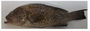 Star Pride Grouper 300/500g /kg Gross Weight by Weight | Star Pride 石斑鱼 /kg 含冰 毛重 称重